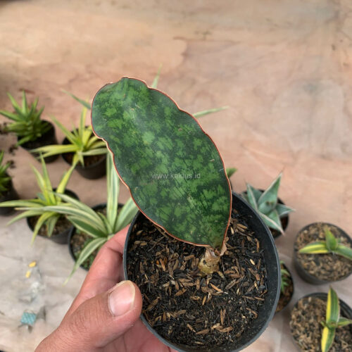Sansevieria Macrophylla size 10 cm, real gallery image #13 plants. Picture taken directly from kaktus.id community Sansevieria farmer green houses.