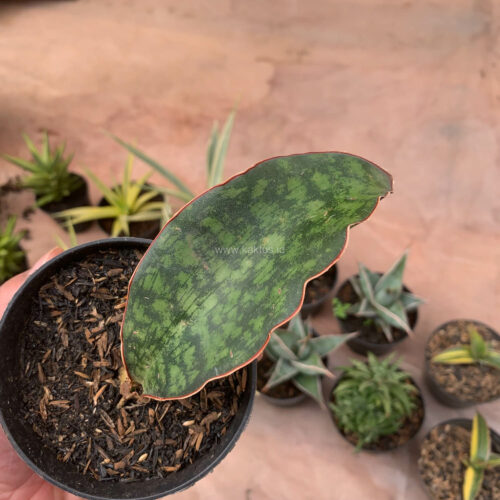 Sansevieria Macrophylla size 10 cm, real gallery image #9 plants. Picture taken directly from kaktus.id community Sansevieria farmer green houses.
