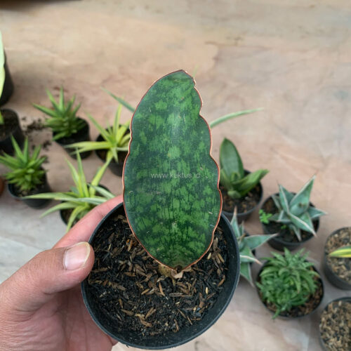 Sansevieria Macrophylla size 10 cm, real gallery image #16 plants. Picture taken directly from kaktus.id community Sansevieria farmer green houses.