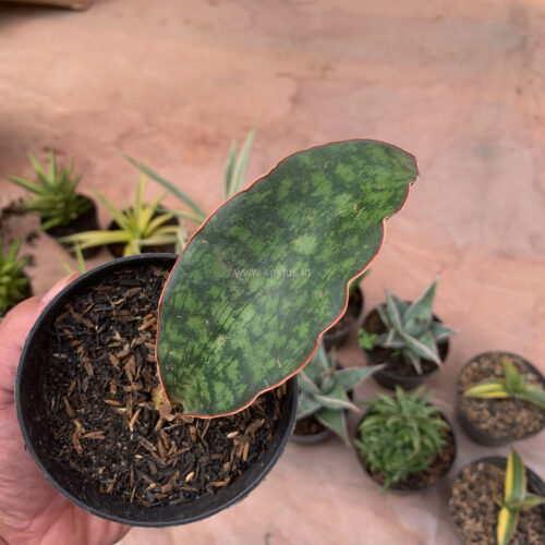 Sansevieria Macrophylla size 10 cm, real gallery image #3 plants. Picture taken directly from kaktus.id community Sansevieria farmer green houses.
