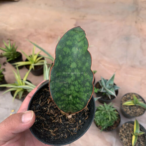 Sansevieria Macrophylla size 10 cm, real gallery image #7 plants. Picture taken directly from kaktus.id community Sansevieria farmer green houses.