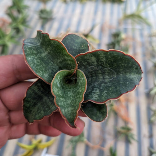 Sansevieria Macrophylla size 10 cm, real gallery image #1 plants. Picture taken directly from kaktus.id community Sansevieria farmer green houses.