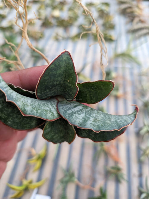 Sansevieria Macrophylla size 10 cm, real gallery image #4 plants. Picture taken directly from kaktus.id community Sansevieria farmer green houses.