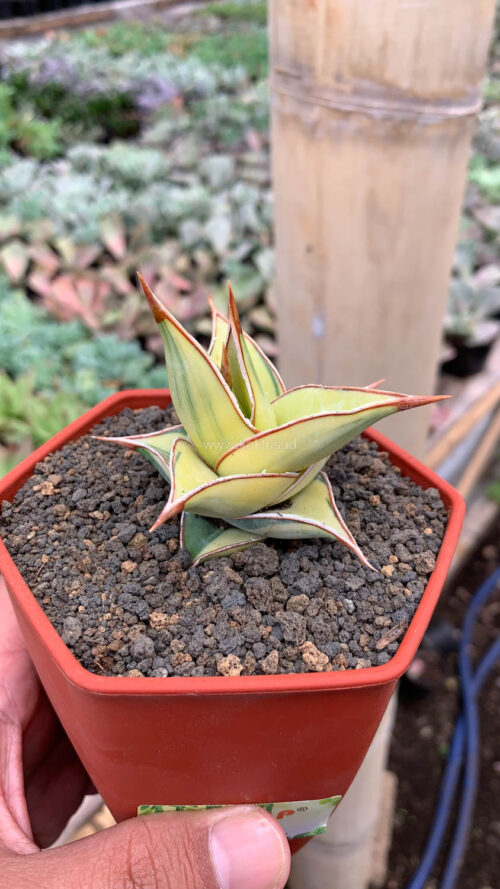 Sansevieria Pinguicula Aurea Variegated, real gallery image #8 plants. Picture taken directly from kaktus.id community Sansevieria farmer green houses.