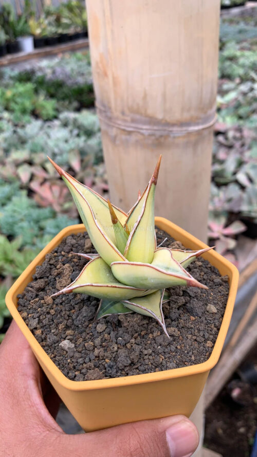 Sansevieria Pinguicula Aurea Variegated, real gallery image #12 plants. Picture taken directly from kaktus.id community Sansevieria farmer green houses.