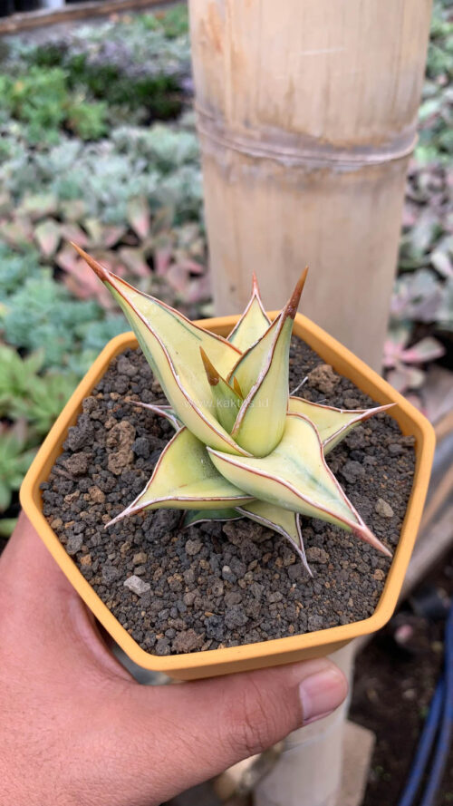 Sansevieria Pinguicula Aurea Variegated, real gallery image #3 plants. Picture taken directly from kaktus.id community Sansevieria farmer green houses.