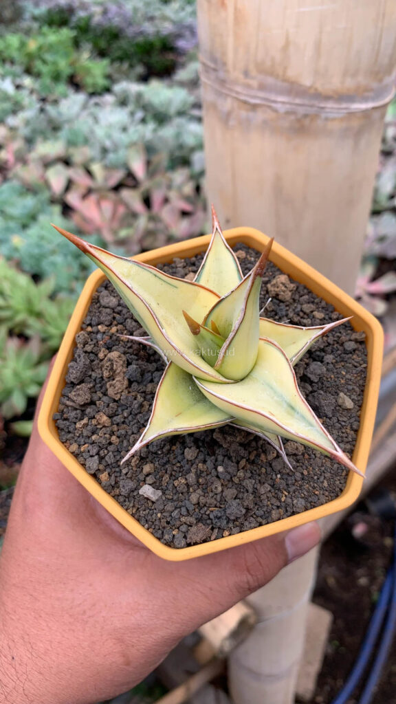 kaktus.id