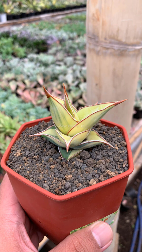 kaktus.id