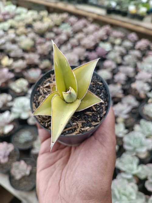 Sansevieria Pinguicula Aurea Variegated, real gallery image #9 plants. Picture taken directly from kaktus.id community Sansevieria farmer green houses.