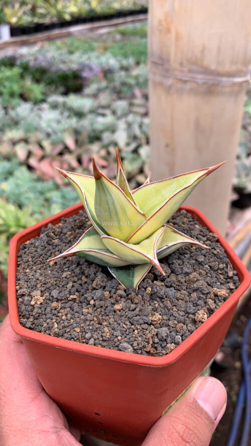 Sansevieria Pinguicula Aurea Variegated, real gallery image #16 plants. Picture taken directly from kaktus.id community Sansevieria farmer green houses.