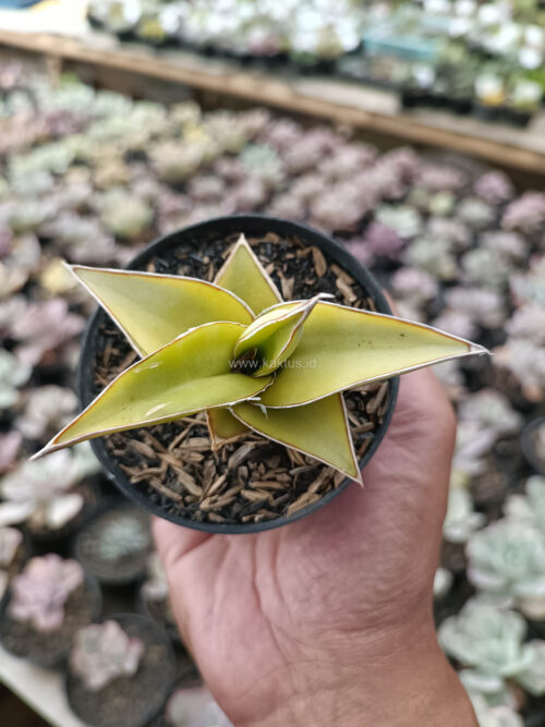 Sansevieria Pinguicula Aurea Variegated, real gallery image #7 plants. Picture taken directly from kaktus.id community Sansevieria farmer green houses.