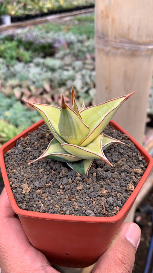 Sansevieria Pinguicula Aurea Variegated, real gallery image #14 plants. Picture taken directly from kaktus.id community Sansevieria farmer green houses.