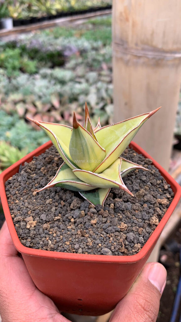 kaktus.id