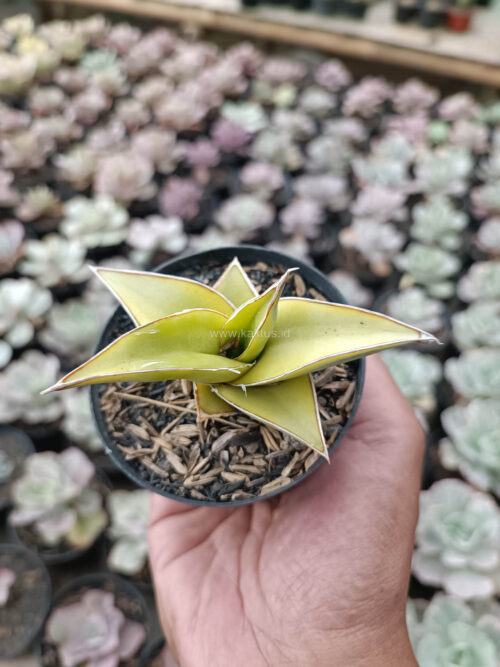 Sansevieria Pinguicula Aurea Variegated, real gallery image #5 plants. Picture taken directly from kaktus.id community Sansevieria farmer green houses.