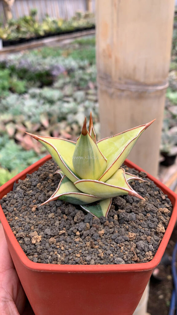 kaktus.id