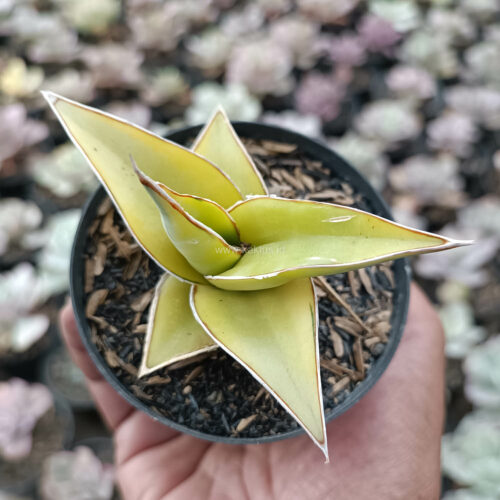 Sansevieria Pinguicula Aurea Variegated, real gallery image #2 plants. Picture taken directly from kaktus.id community Sansevieria farmer green houses.
