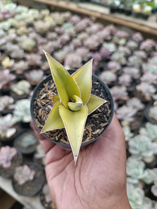 Sansevieria Pinguicula Aurea Variegated, real gallery image #10 plants. Picture taken directly from kaktus.id community Sansevieria farmer green houses.