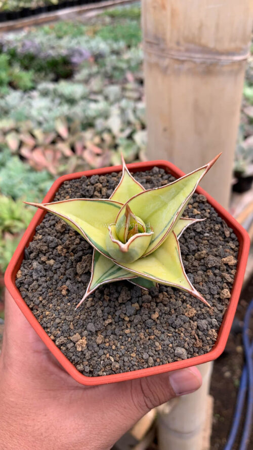 Sansevieria Pinguicula Aurea Variegated, real gallery image #1 plants. Picture taken directly from kaktus.id community Sansevieria farmer green houses.