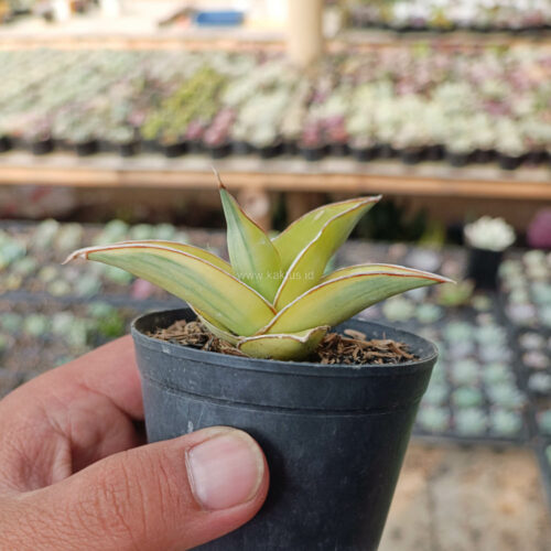 Sansevieria Pinguicula Aurea Variegated, real gallery image #11 plants. Picture taken directly from kaktus.id community Sansevieria farmer green houses.
