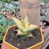 Sansevieria Pinguicula Aurea Variegated, real feature image plant. Picture taken directly from kaktus.id community Sansevieria farmer green houses.