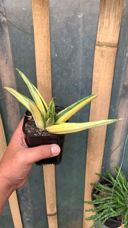 Sansevieria Paten Variegated, real gallery image #2 plants. Picture taken directly from kaktus.id community Sansevieria farmer green houses.