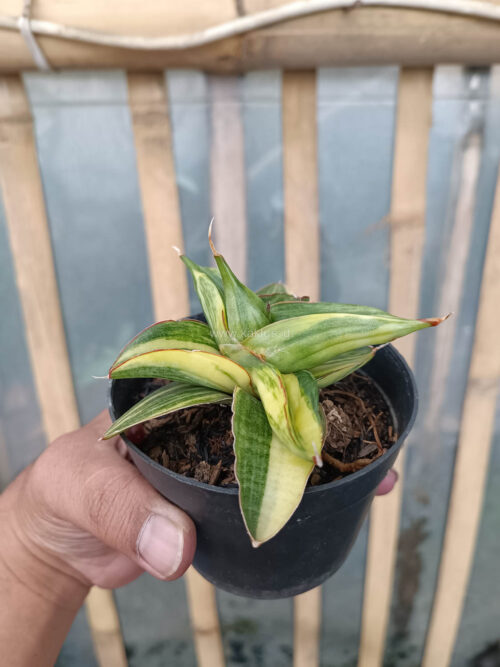 Sansevieria Paten Variegated, real gallery image #7 plants. Picture taken directly from kaktus.id community Sansevieria farmer green houses.