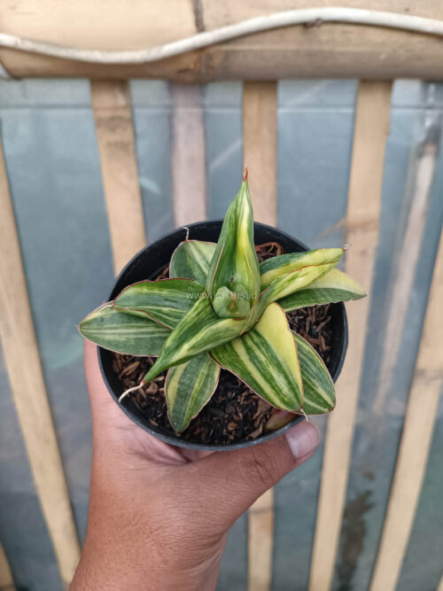 Sansevieria Paten Variegated, real gallery image #5 plants. Picture taken directly from kaktus.id community Sansevieria farmer green houses.