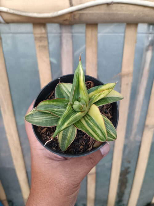 Sansevieria Paten Variegated, real gallery image #3 plants. Picture taken directly from kaktus.id community Sansevieria farmer green houses.
