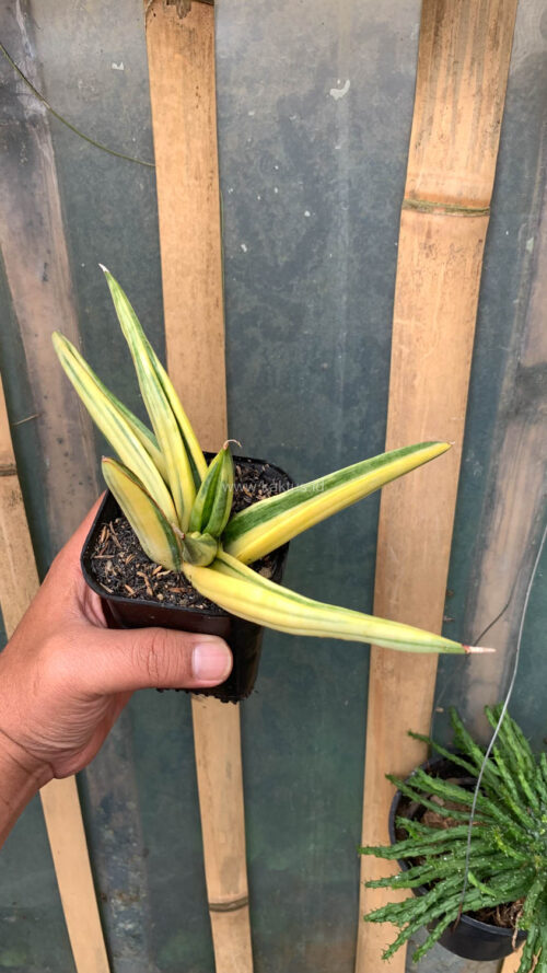Sansevieria Paten Variegated, real gallery image #4 plants. Picture taken directly from kaktus.id community Sansevieria farmer green houses.