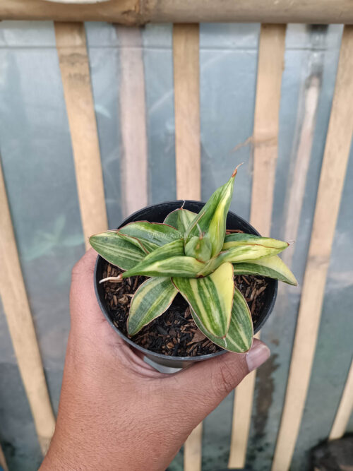 Sansevieria Paten Variegated, real gallery image #10 plants. Picture taken directly from kaktus.id community Sansevieria farmer green houses.
