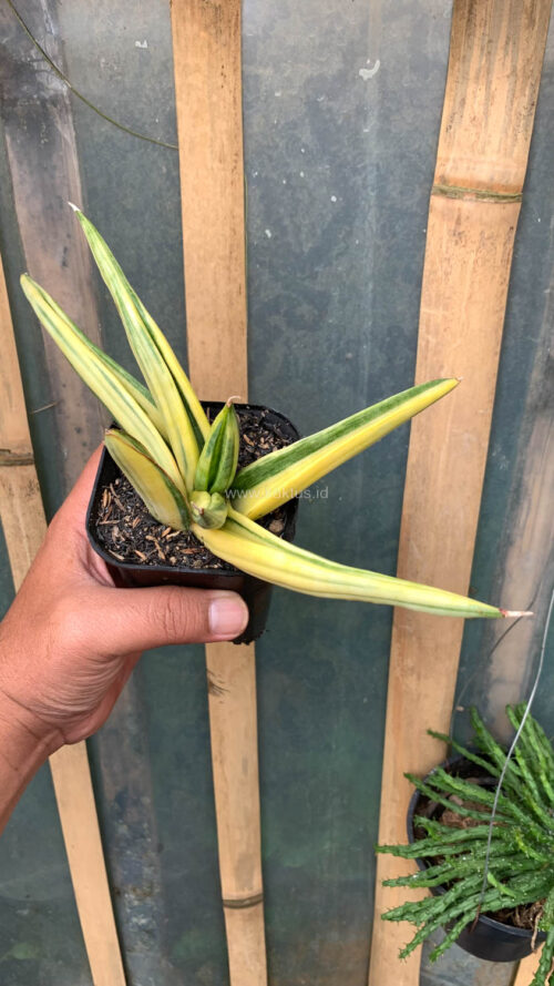 Sansevieria Paten Variegated, real gallery image #6 plants. Picture taken directly from kaktus.id community Sansevieria farmer green houses.
