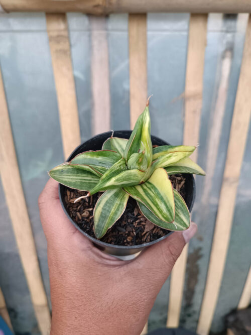 Sansevieria Paten Variegated, real gallery image #11 plants. Picture taken directly from kaktus.id community Sansevieria farmer green houses.