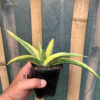 Sansevieria Paten Variegated, real feature image plant. Picture taken directly from kaktus.id community Sansevieria farmer green houses.