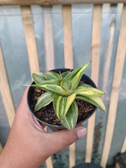 Sansevieria Paten Variegated, real gallery image #12 plants. Picture taken directly from kaktus.id community Sansevieria farmer green houses.