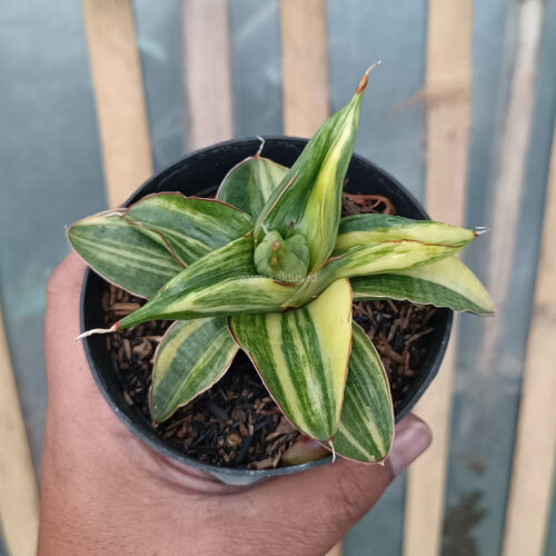 Sansevieria Paten Variegated, real gallery image #13 plants. Picture taken directly from kaktus.id community Sansevieria farmer green houses.