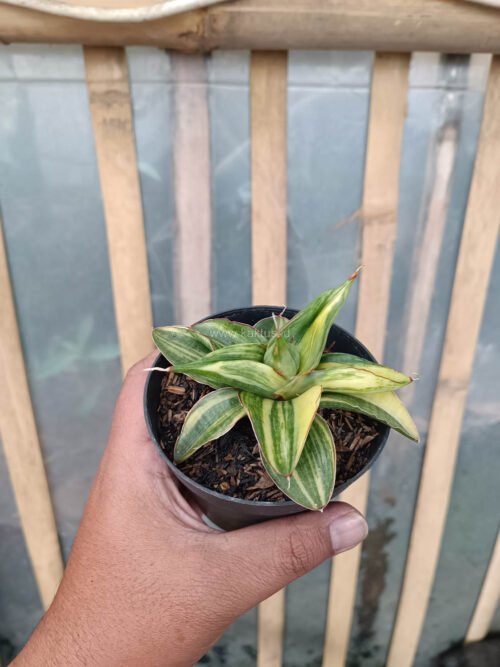Sansevieria Paten Variegated, real gallery image #9 plants. Picture taken directly from kaktus.id community Sansevieria farmer green houses.