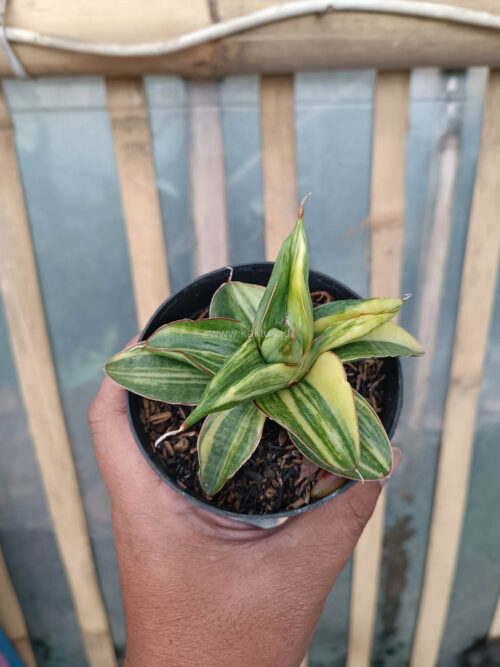 Sansevieria Paten Variegated, real gallery image #14 plants. Picture taken directly from kaktus.id community Sansevieria farmer green houses.