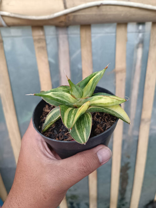 Sansevieria Paten Variegated, real gallery image #15 plants. Picture taken directly from kaktus.id community Sansevieria farmer green houses.