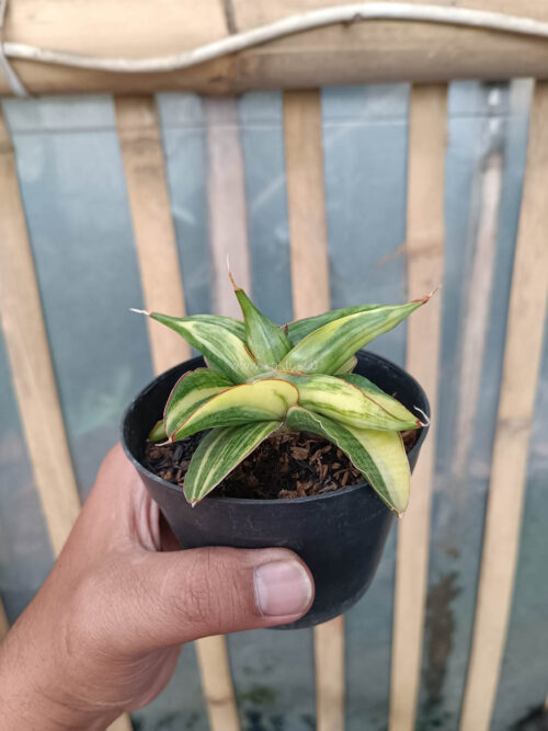 Sansevieria Paten Variegated, real gallery image #1 plants. Picture taken directly from kaktus.id community Sansevieria farmer green houses.