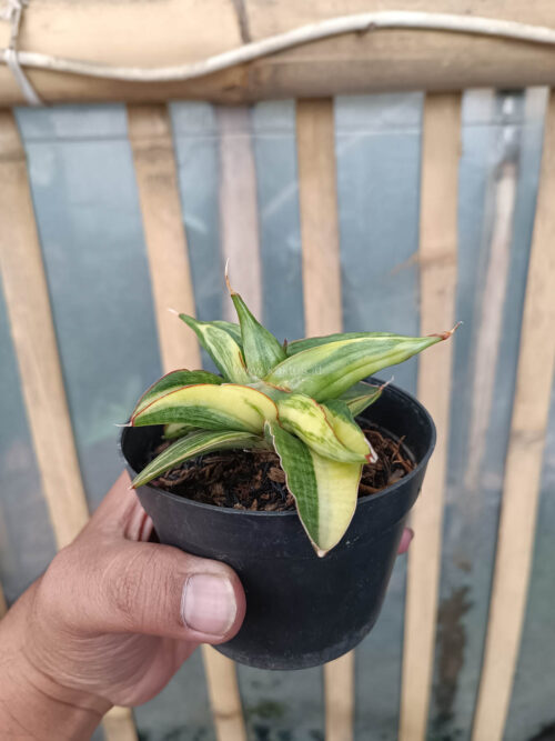 Sansevieria Paten Variegated, real gallery image #8 plants. Picture taken directly from kaktus.id community Sansevieria farmer green houses.