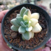 Pachyveria Dr. Cornelius White Variegated, real gallery image #6 plants. Picture taken directly from kaktus.id community Pachyveria farmer green houses.