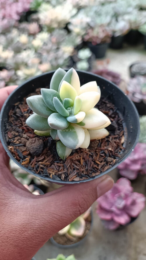 Pachyveria Dr. Cornelius White Variegated, real gallery image #5 plants. Picture taken directly from kaktus.id community Pachyveria farmer green houses.