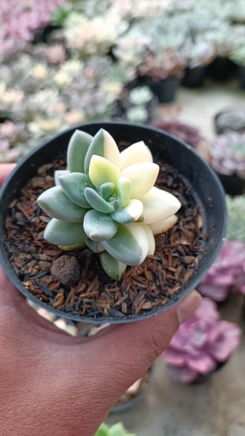 Pachyveria Dr. Cornelius White Variegated, real gallery image #4 plants. Picture taken directly from kaktus.id community Pachyveria farmer green houses.