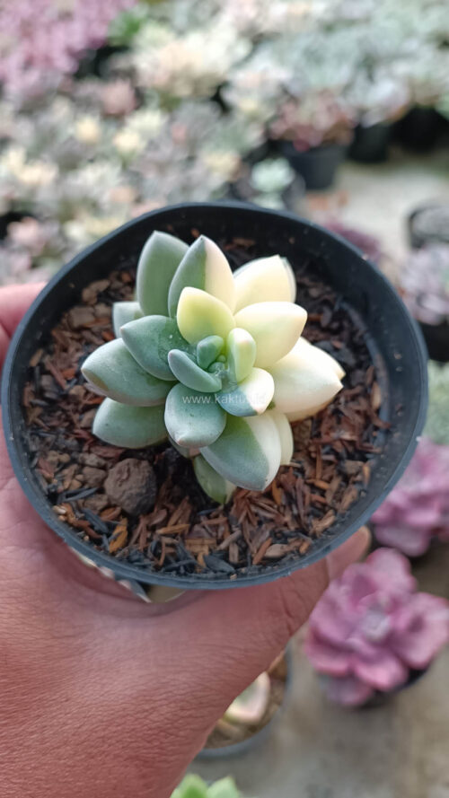 Pachyveria Dr. Cornelius White Variegated, real gallery image #3 plants. Picture taken directly from kaktus.id community Pachyveria farmer green houses.