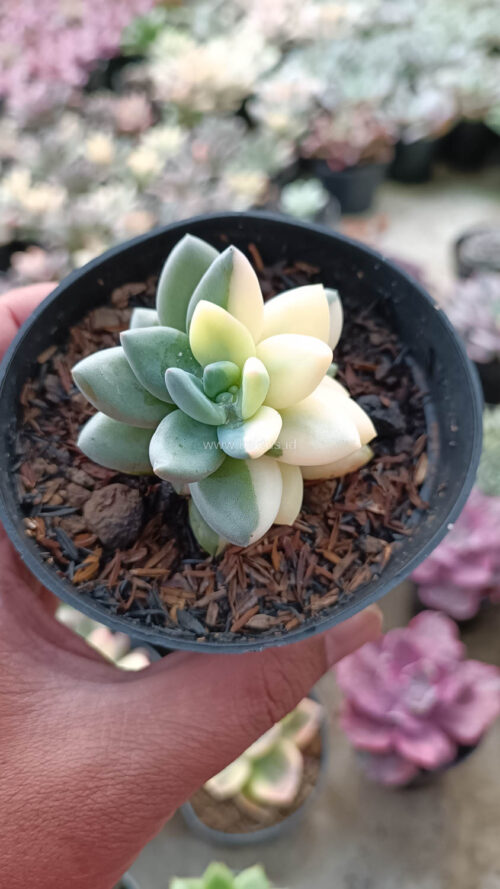 Pachyveria Dr. Cornelius White Variegated, real gallery image #2 plants. Picture taken directly from kaktus.id community Pachyveria farmer green houses.