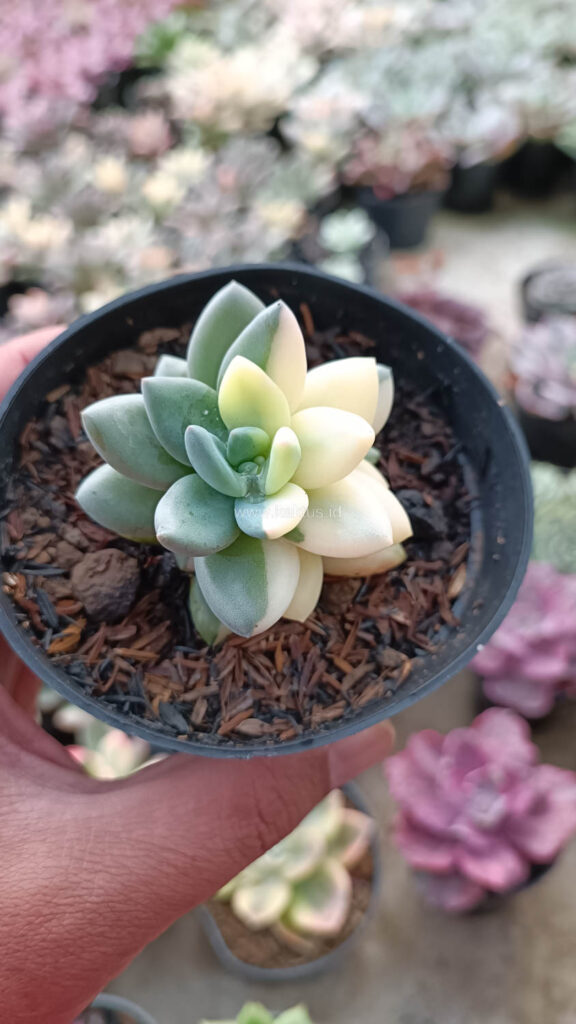 kaktus.id