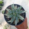 Agave Himesanoyuki White Variegated, real feature image plant. Picture taken directly from kaktus.id community Agave farmer green houses.