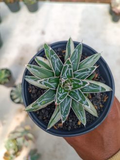 Agave Himesanoyuki White Variegated, real gallery image #1 plants. Picture taken directly from kaktus.id community Agave farmer green houses.