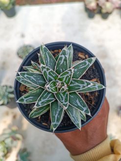 Agave Himesanoyuki White Variegated, real gallery image #2 plants. Picture taken directly from kaktus.id community Agave farmer green houses.