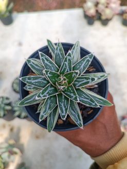 Agave Himesanoyuki White Variegated, real gallery image #3 plants. Picture taken directly from kaktus.id community Agave farmer green houses.